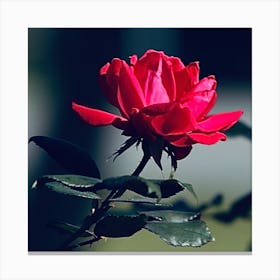 Rose 638a9329 Canvas Print