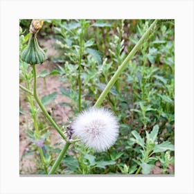 Rabbit grass Canvas Print