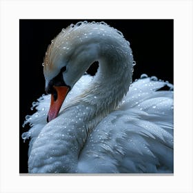 Beautiful Swan 12 Canvas Print