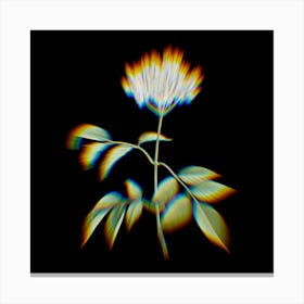 Prism Shift Elderflower Tree Botanical Illustration on Black n.0091 Canvas Print