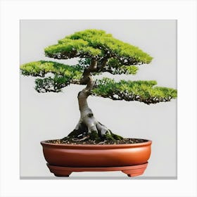 Bonsai Tree 4 Canvas Print