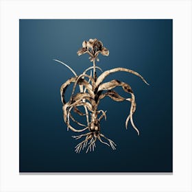 Gold Botanical Iris Scorpiodes on Dusk Blue Canvas Print
