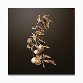 Gold Botanical Chinese Jujube on Chocolate Brown n.3091 Canvas Print