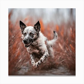 Australian Shepherd Dog Running In Water Canvas Print