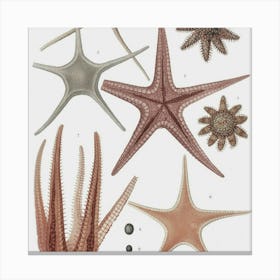 Starfishes Canvas Print