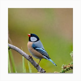 Rufous-Tailed Tit 1 Canvas Print