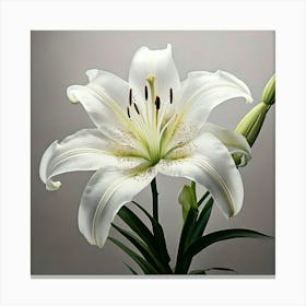 Firefly Lily White A Clean And Bright Preset That Enhances Whites And Creates A Minimalist Aestheti (6) Lienzo