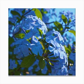 Plumbago Canvas Print