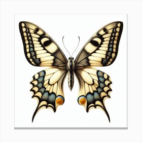 Butterfly of Papilio machaon 1 Canvas Print