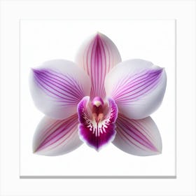 Dendrobium Orchid Canvas Print