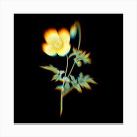 Prism Shift Welsh Poppy Meconopsis Cambrica Botanical Illustration on Black n.0009 Canvas Print