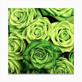 Green Roses Canvas Print