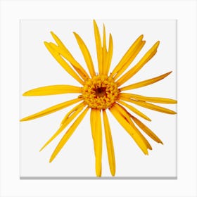 Yellow Daisy Canvas Print