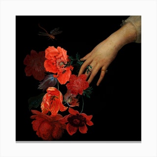 Jan Davidsz De Heem Hand Holding Red Poppies Night 1 Canvas Print