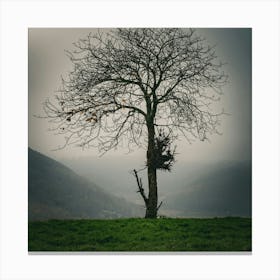 Lone Tree 23 Canvas Print