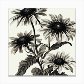Black And White Flower Print Eyed Susan Wildflower Vintage Botanical Art Print Canvas Print