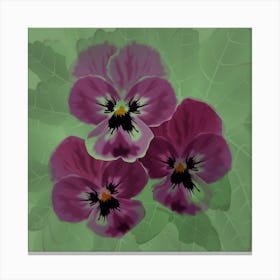 Three Lilac Viola Flowers With Green Leaves On A Green Background Canvas Print