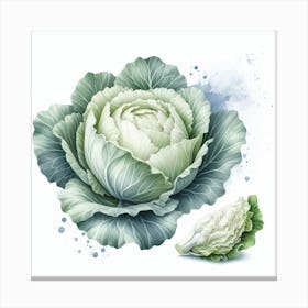 White cabbage 1 Canvas Print