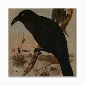 Crow 1 Canvas Print