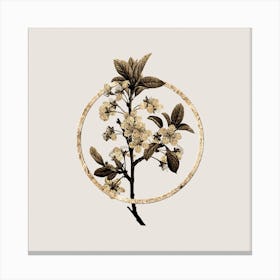 Gold Ring White Plum Flower Glitter Botanical Illustration n.0349 Canvas Print