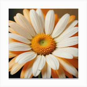 Daisy 5 Canvas Print