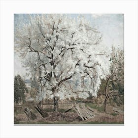 Cherry Tree In Bloom Canvas Print