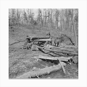 Logs Are Brought From The Timber Tract By Horse And Wagon And Rolled Upon The Runway To The Sawmill At Omaha, Illinoi Canvas Print