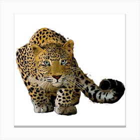 Leopard Stalking White Square Canvas Print