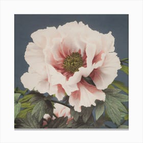 Peony Canvas Print