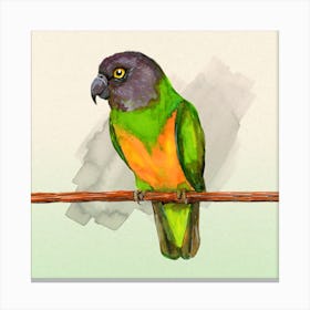 Senegal Parrot Canvas Print