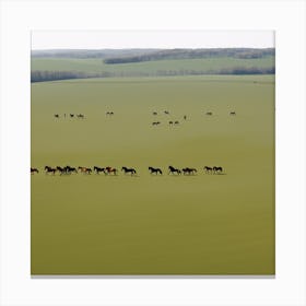 Herd Of Horses In A Field Canvas Print