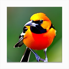 Orange And Black Bird Canvas Print