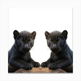 Black Panther Cubs Canvas Print