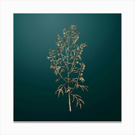 Gold Botanical Madeira Wormwood on Dark Teal n.3949 Canvas Print