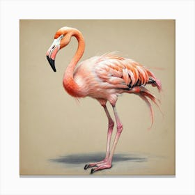 Flamingo 53 Canvas Print