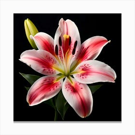 Lily Stock Videos & Royalty-Free Footage Canvas Print