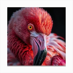 Flamingo 27 Canvas Print