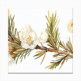 Apricot Blossoms 1 Canvas Print