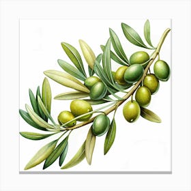 Watercolor Painting Of An Olive Branch With Green Olives Canvas Print