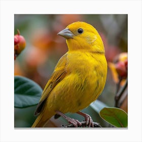 Yellow Finch 3 Canvas Print