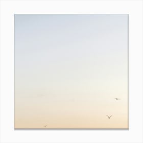 Three Gulls at Sunset Canvas Print