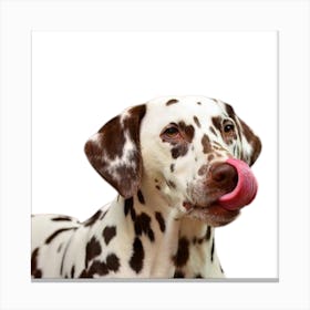 Dalmatian Dog Canvas Print