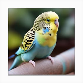 Budgie Canvas Print