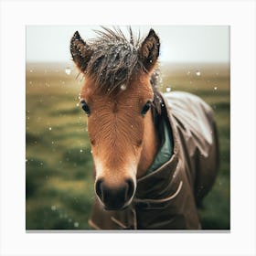Horse In The Rain Canvas Print