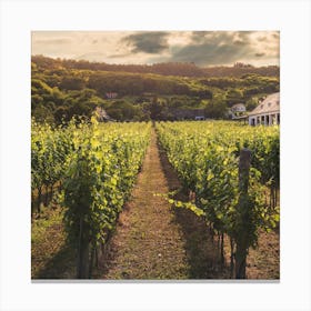 Vineyard At Sunset Canvas Print