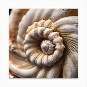 Sea Shell Canvas Print