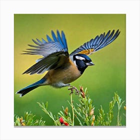 Blue Tit 8 Canvas Print