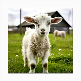 Grass Rural Green Goat Farm White Nature Field Mammal Milk Farming Farm Animal Domestic (4) Canvas Print