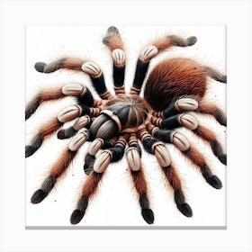 Tarantula 2 Canvas Print