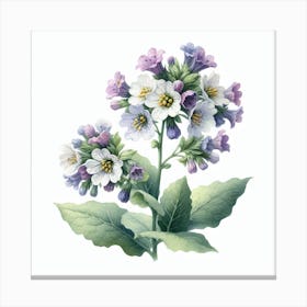 Flower of Lungwort 3 Canvas Print